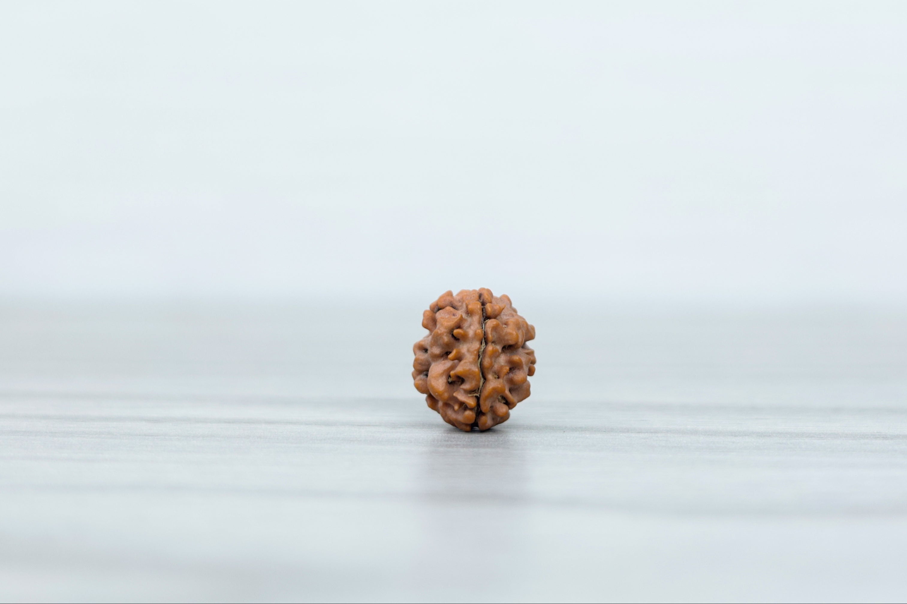 3 mukhi Nepali Rudraksh