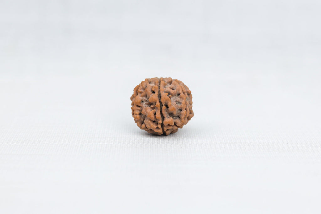 7 Mukhi Rudraksh