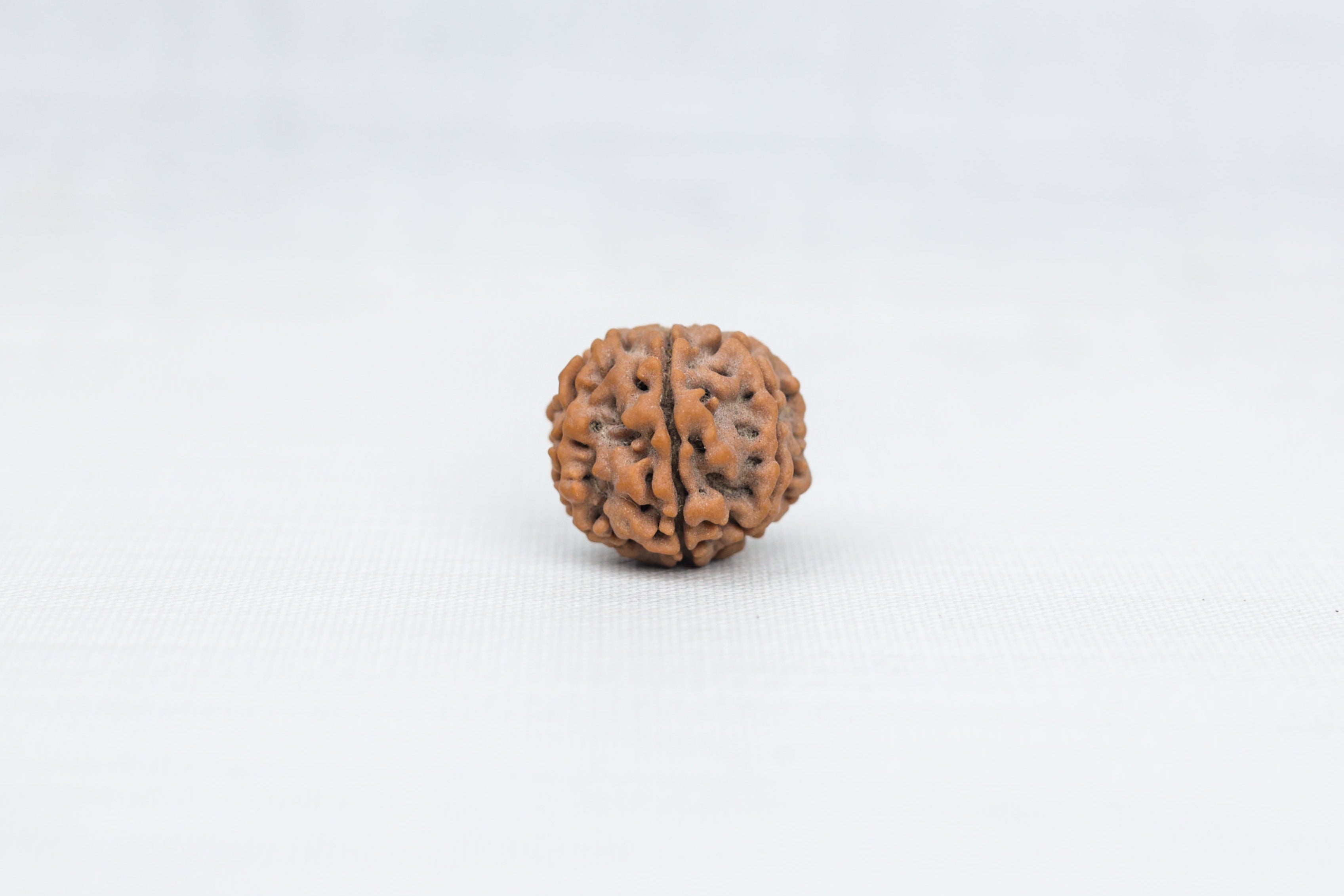 7 Mukhi Rudraksh