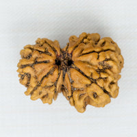 Gauri Shankar Rudraksh