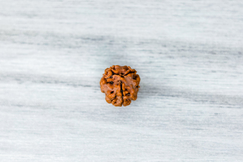 3 mukhi Nepali Rudraksh