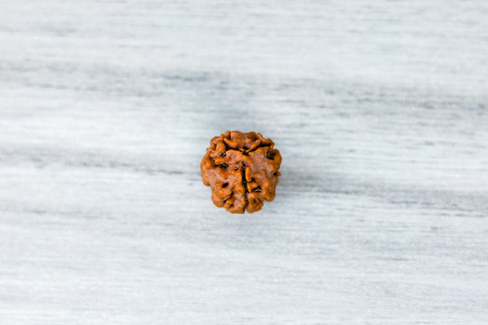 3 mukhi Nepali Rudraksh
