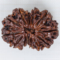 13 Mukhi Rudraksh