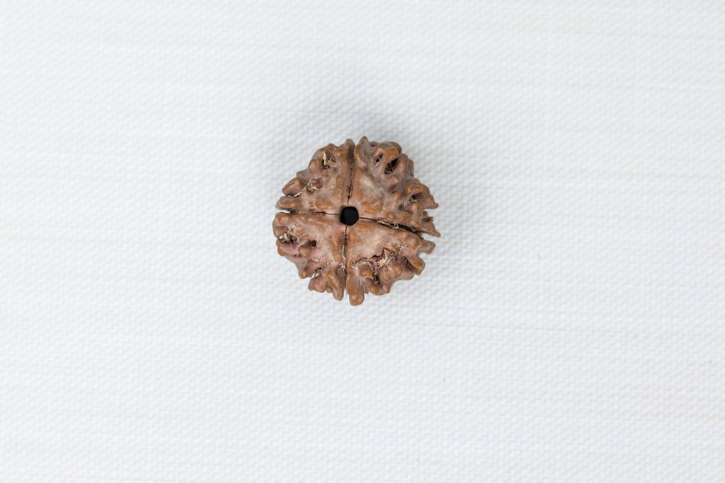4 Mukhi Nepali Rudraksh