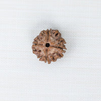 Loose Rudraksh Bead