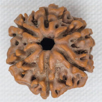6 Mukhi Rudraksh