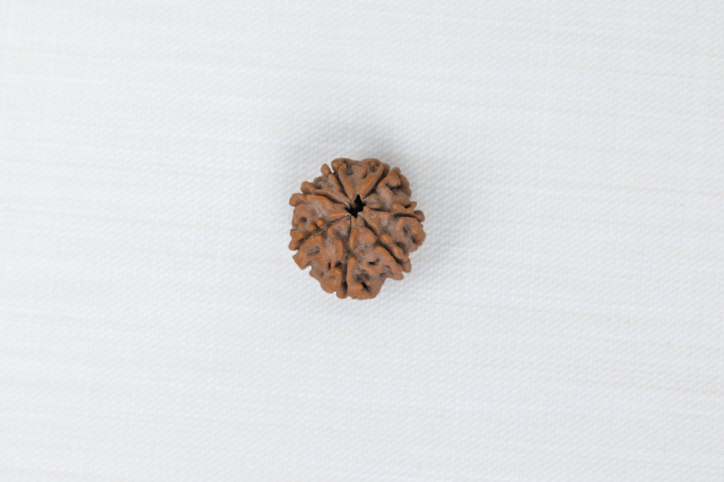 7 Mukhi Rudraksh