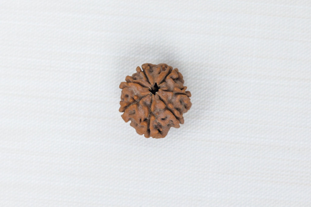 7 Mukhi Rudraksh