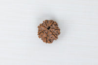 Loose Rudraksha