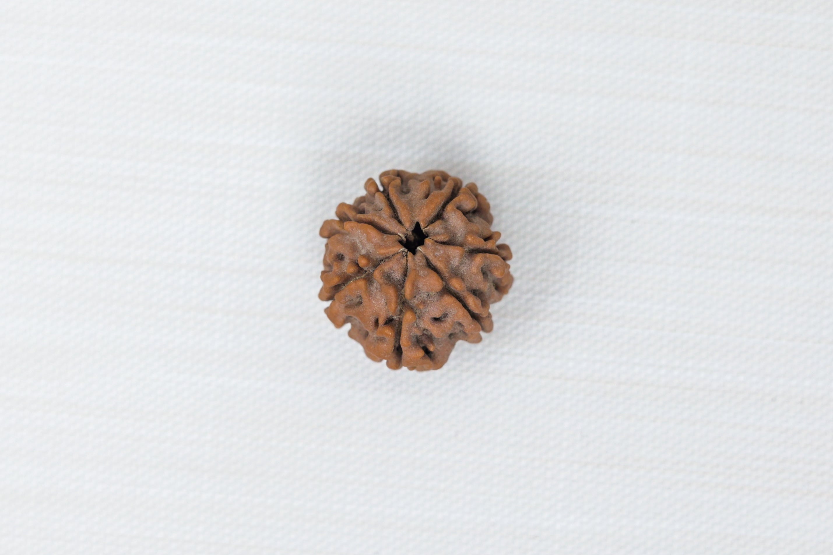 7 Mukhi Rudraksh