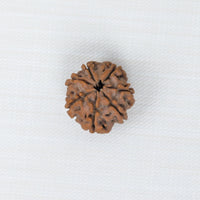 Loose Rudraksha