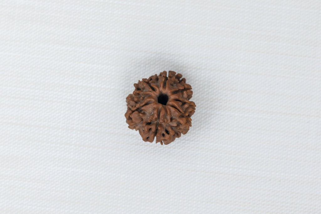 8 Mukhi Nepali Rudraksh