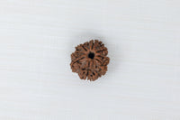 Loose Rudraksh Bead