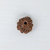 Loose Rudraksh Bead
