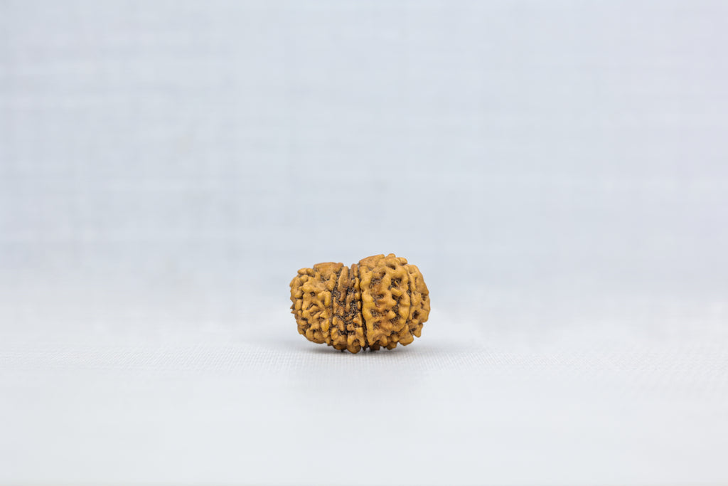 Gauri Shankar Nepali Rudraksha - PASHUPATINATH RUDRAKSH