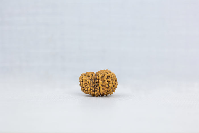 Gauri Shankar Nepali Rudraksha - PASHUPATINATH RUDRAKSH