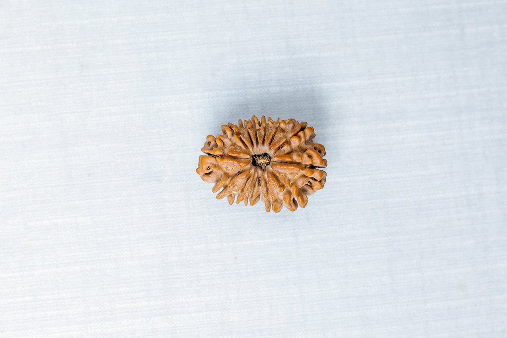 14 mukhi Nepali Rudraksh