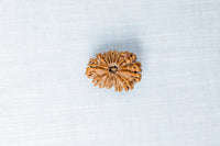Loose Rudraksh Bead