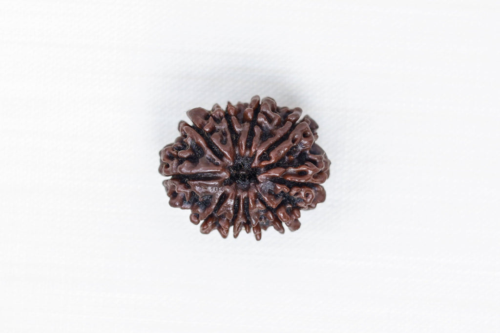 10 Mukhi Nepali Rudraksh