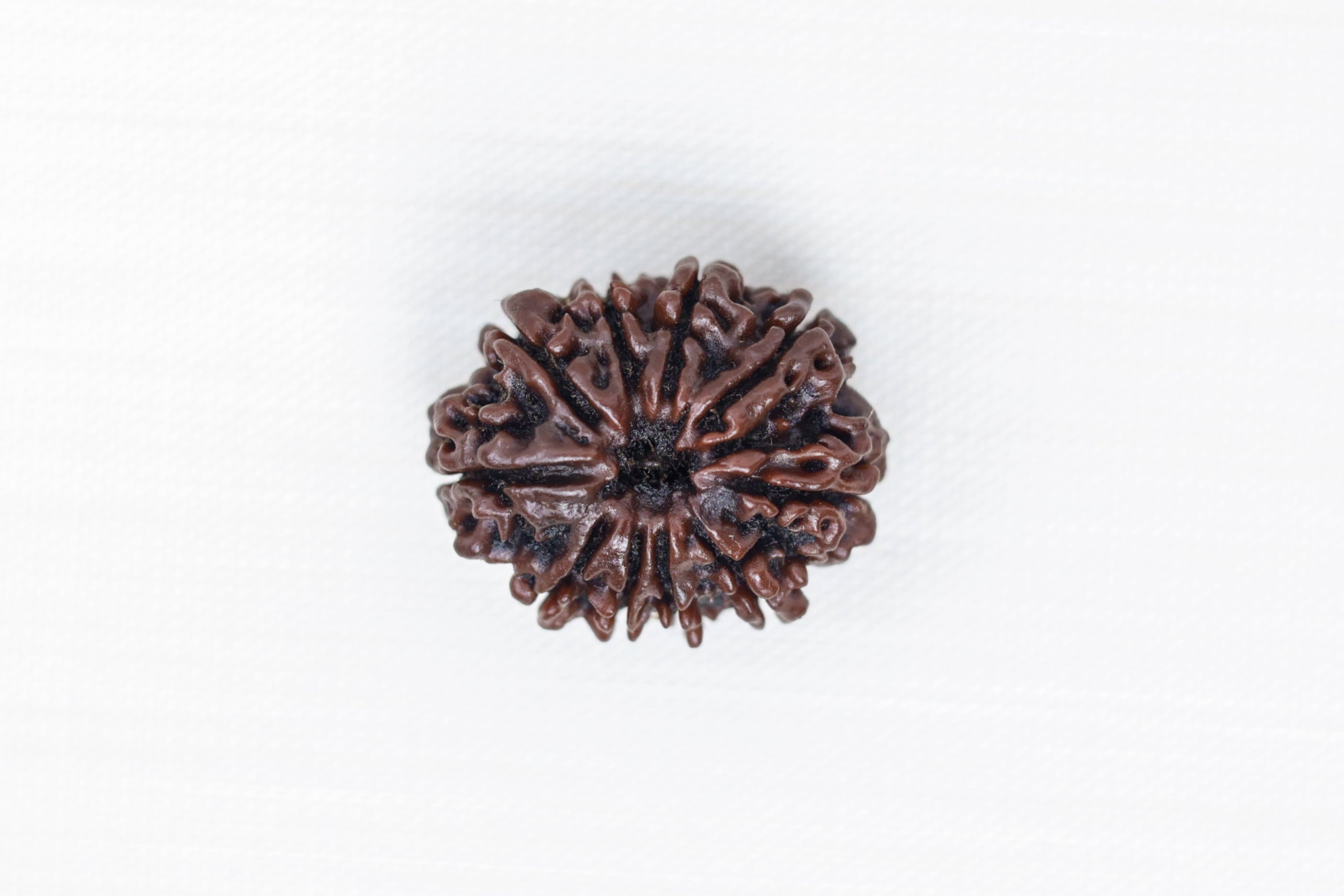 10 Mukhi Nepali Rudraksh