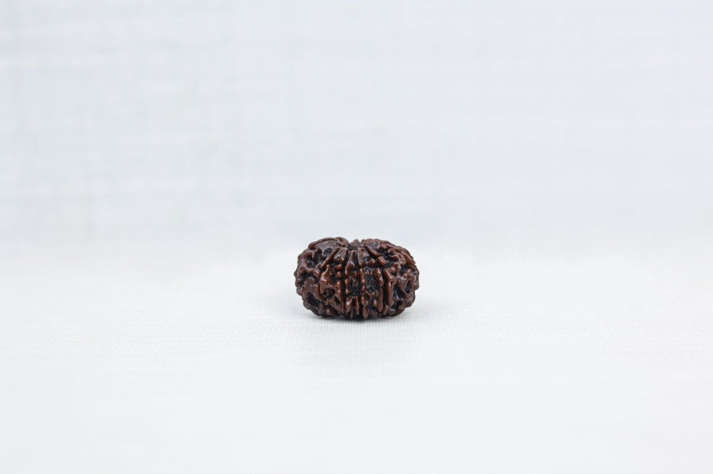 10 Mukhi Nepali Rudraksh 