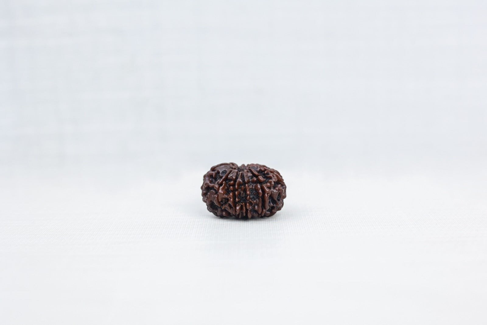 10 Mukhi Nepali Rudraksh 