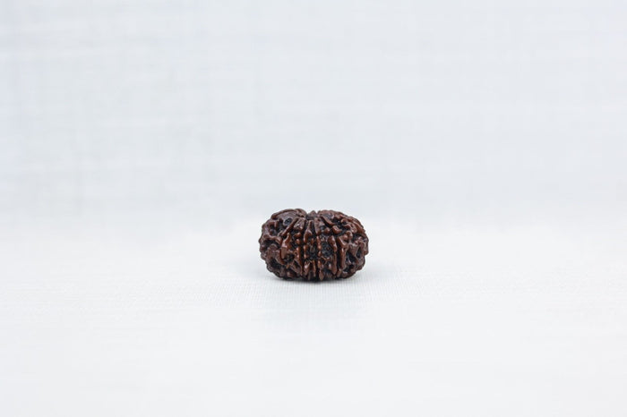 10 Mukhi Nepali Rudraksh 