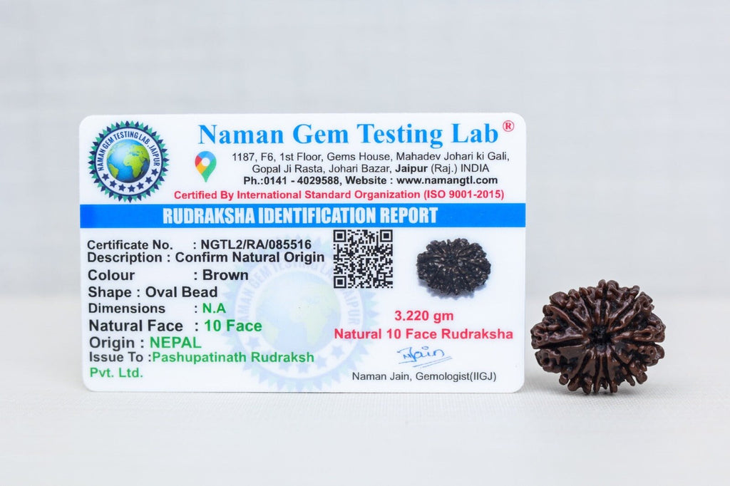 10 Mukhi Nepali Rudraksh with certificate