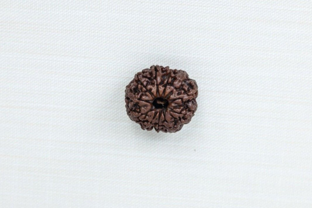 11 Mukhi Nepali Rudraksh