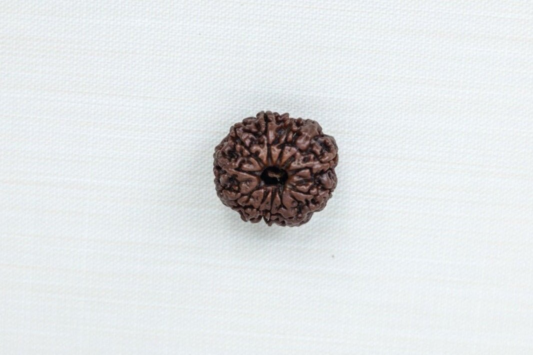 11 Mukhi Nepali Rudraksh