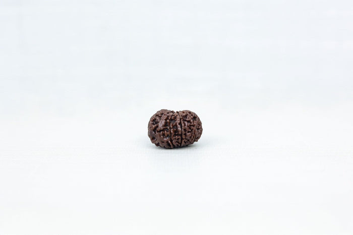 11 Mukhi Nepali Rudraksh 
