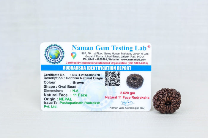 11 Mukhi Nepali Rudraksh with certificate