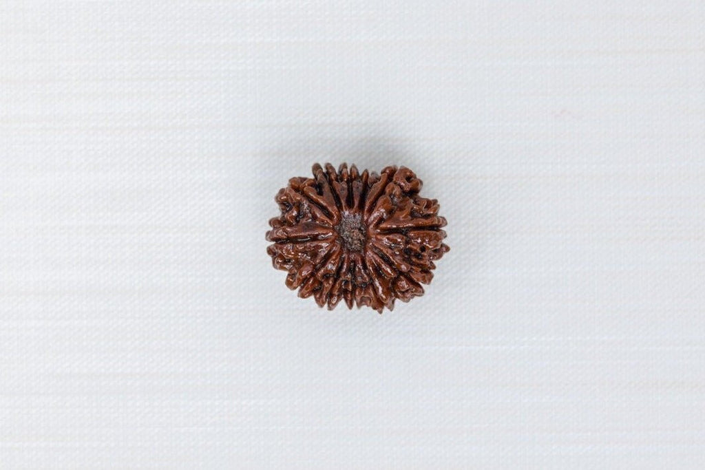 12 Mukhi Nepali Rudraksh