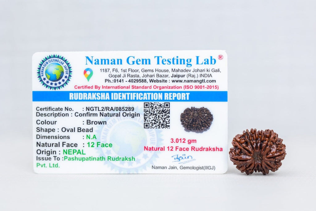 12 Mukhi Nepali Rudraksh with certificate