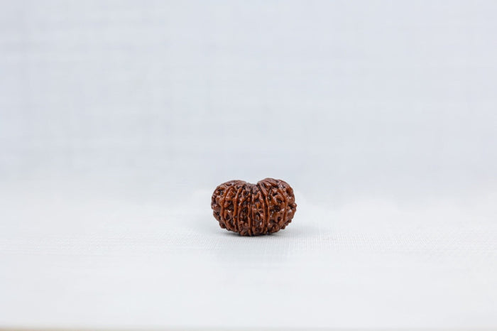 12 Mukhi Nepali Rudraksh