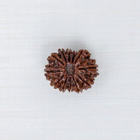 Loose Rudraksh Bead