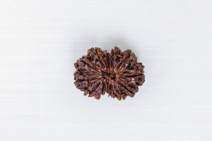 13 Mukhi Nepali Rudraksh