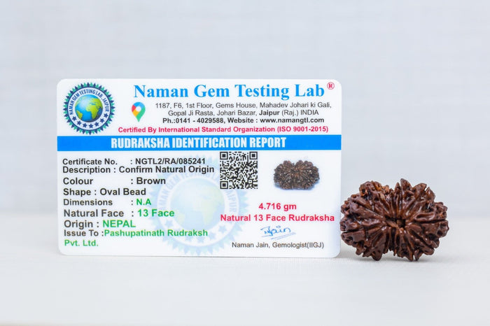 13 Mukhi Nepali Rudraksh with certificate