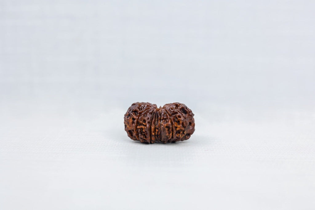 13 Mukhi Nepali Rudraksh