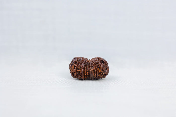 13 Mukhi Nepali Rudraksh