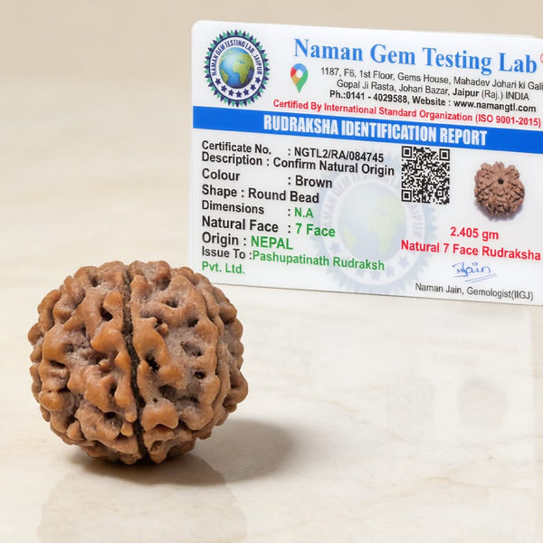 7 Mukhi Nepali Rudraksh