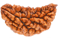 1 Mukhi Rudraksh