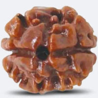 2 Mukhi Rudraksh
