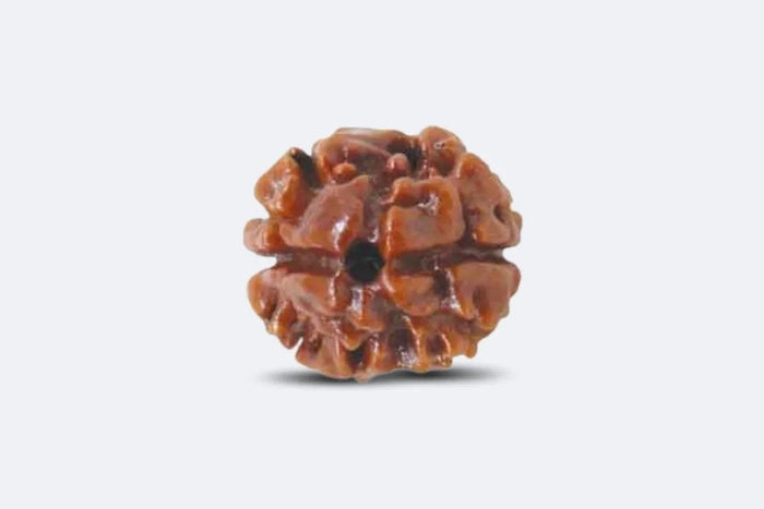2 Mukhi Nepali Rudraksh