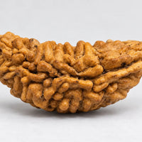 Loose Rudraksh Bead