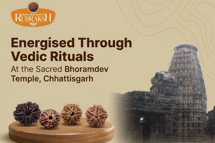 Ganesh Rudraksh - Natural Joint