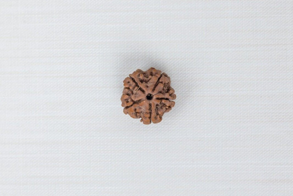 5 Mukhi Nepali Rudraksh