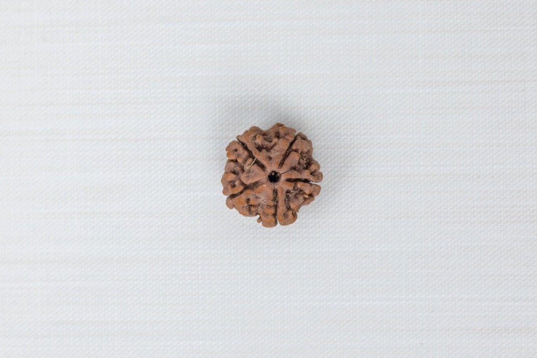 5 Mukhi Nepali Rudraksh