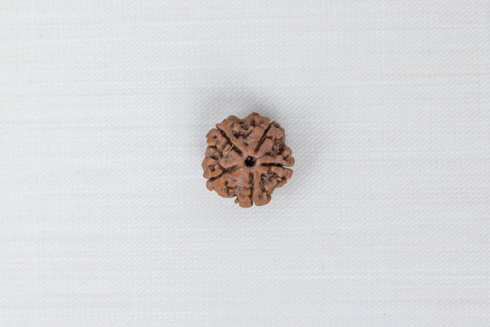 5 Mukhi Nepali Rudraksh
