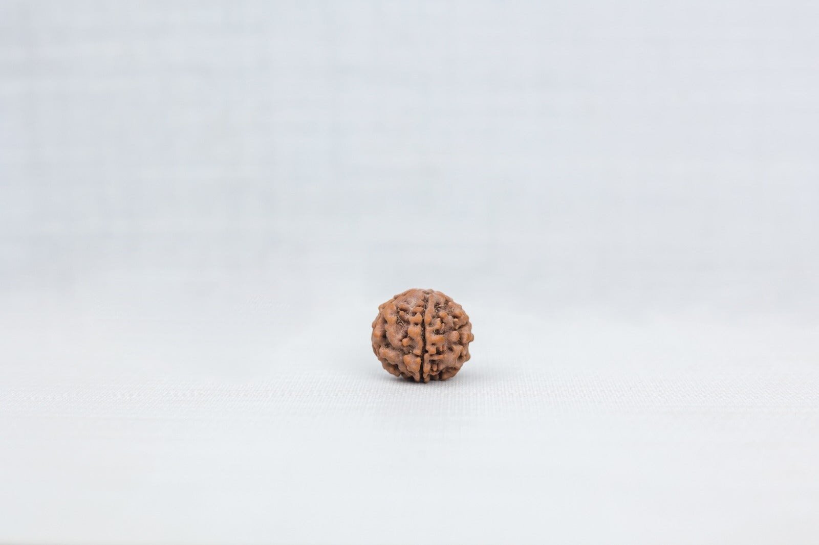 5 Mukhi Nepali Rudraksh